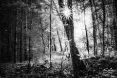 Ln208285009-Junger Wald mit Sonnenstern-sw